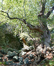 Trasee montane și drumeții în Samothraki