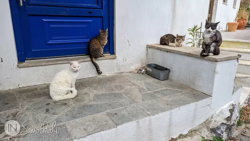 Vei &icirc;nt&acirc;lni pisici peste tot prin Chora.
