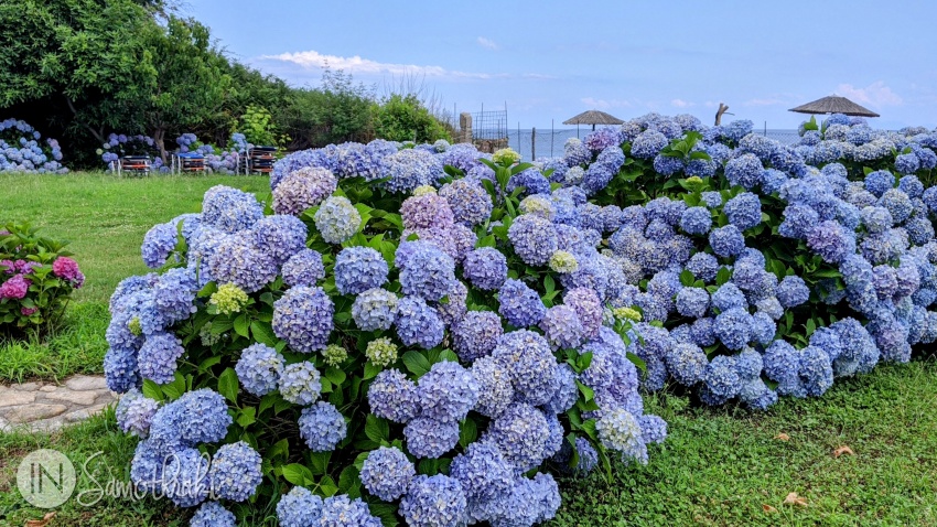 Hortensiile sunt florile insulei Samothraki.