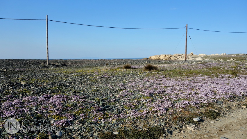 Un covor de flori colorate acoperă pietrișul primăvara.