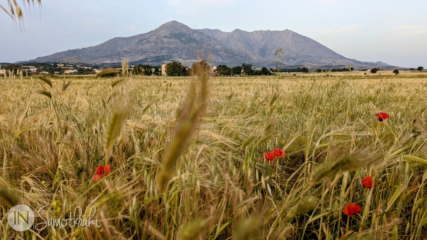La sfârșitul primăverii pe drumul de la Agios Andreas la Kamariotissa sunt lanuri de grâu.