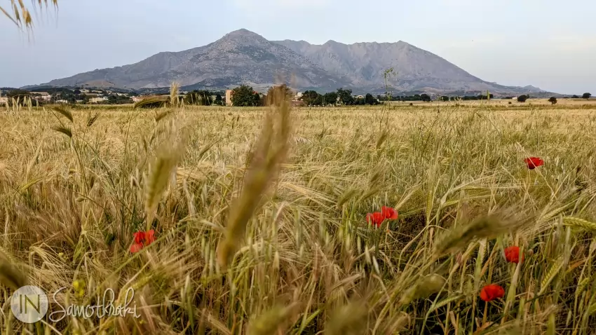 La sf&acirc;rșitul primăverii pe drumul de la Agios Andreas la Kamariotissa sunt lanuri de gr&acirc;u.