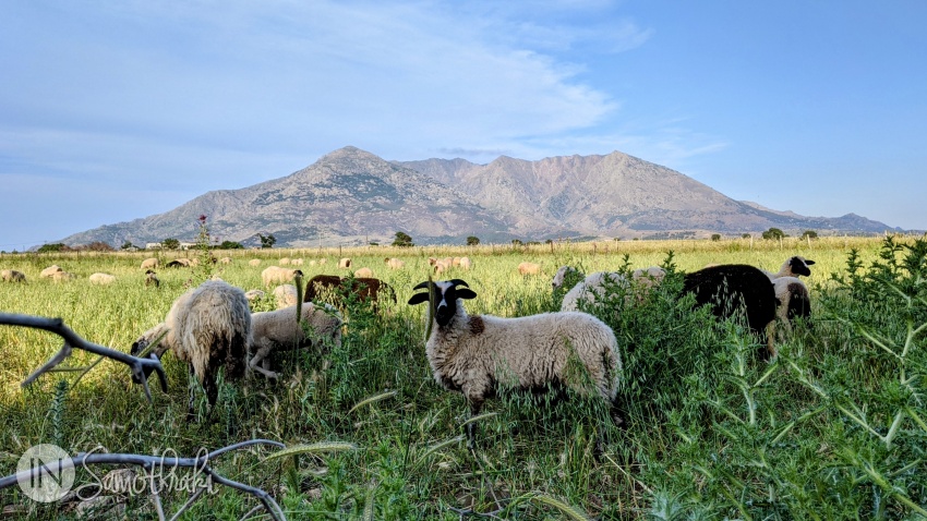 Turmă de oi spre Kamariotissa