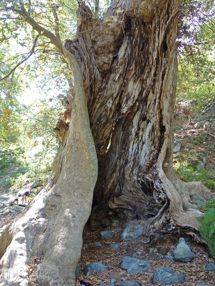 Copac gaurit pe drumul spre Gria Vathra