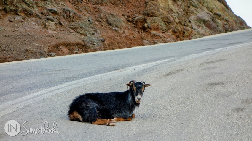 În zonă sunt foarte multe capre - unele se mai odihnesc și în mijlocul drumului