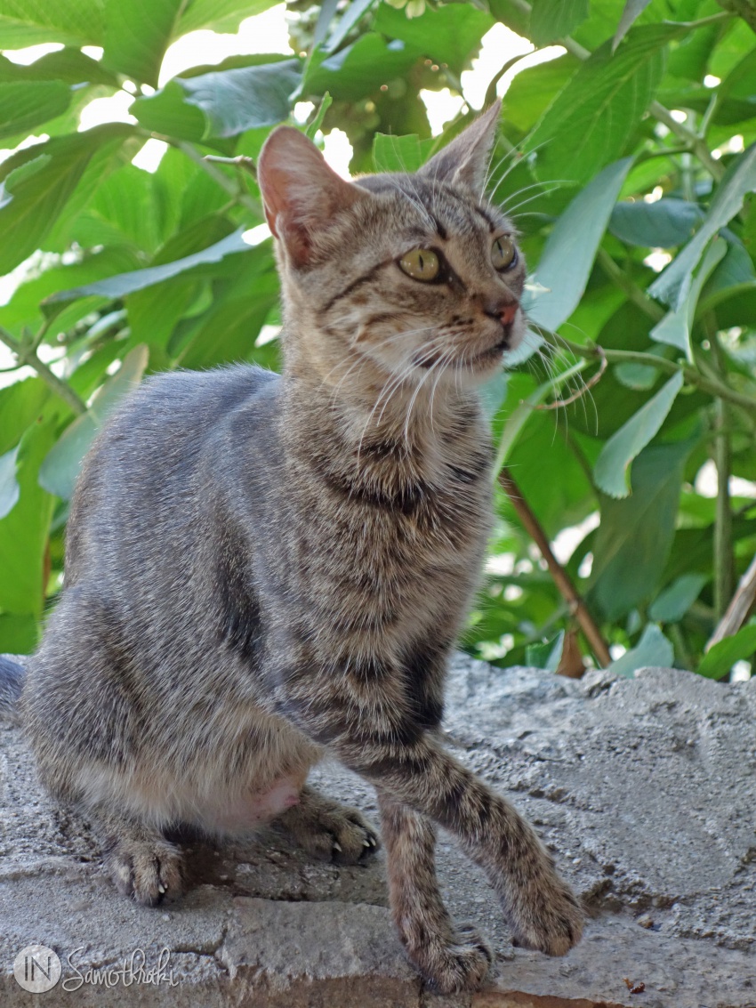 Pisici din Samothraki