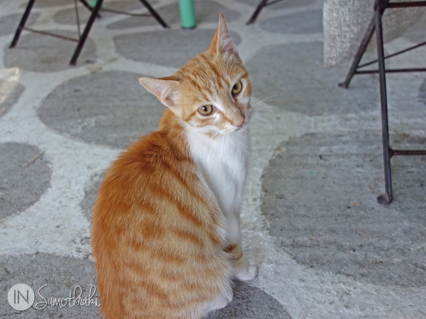 Pisica la taverna Stenaki Chora