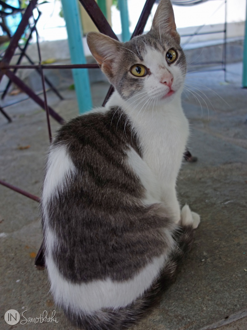 Pisica la cafeneaua To Stenaki Samothraki