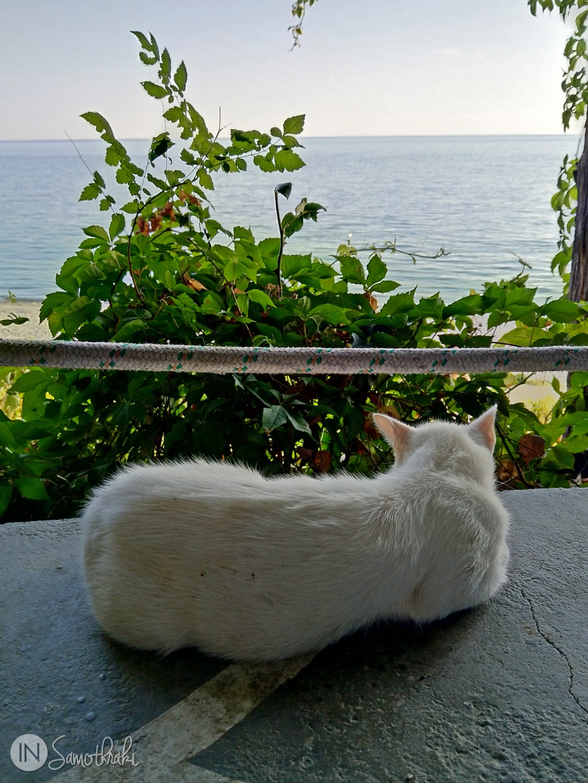Pisica la Taverna Akrogiali Samothraki