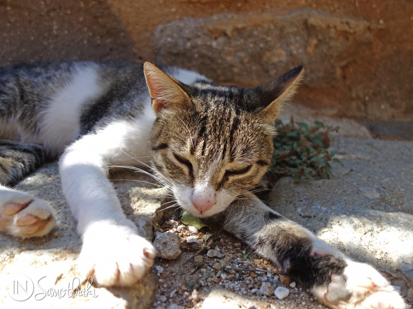 Pisica dormind in Chora