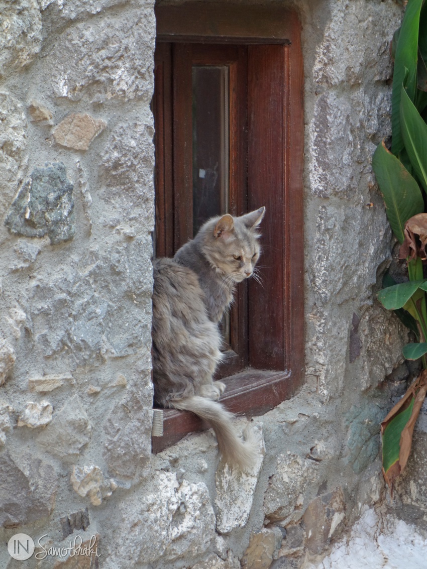 Pisica in Samothraki