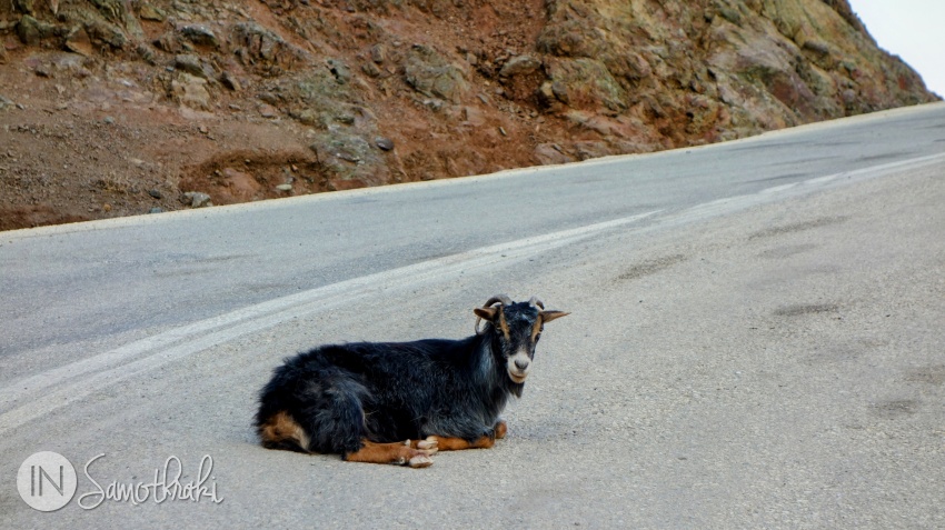 Caprele sunt peste tot în Samothraki, inclusiv pe drum.