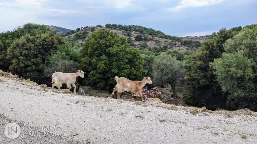 În Samothraki, caprele trăiesc în semisălbăticie.