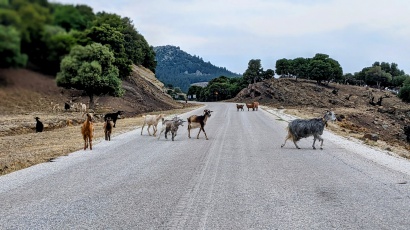 Samothraki, insula caprelor