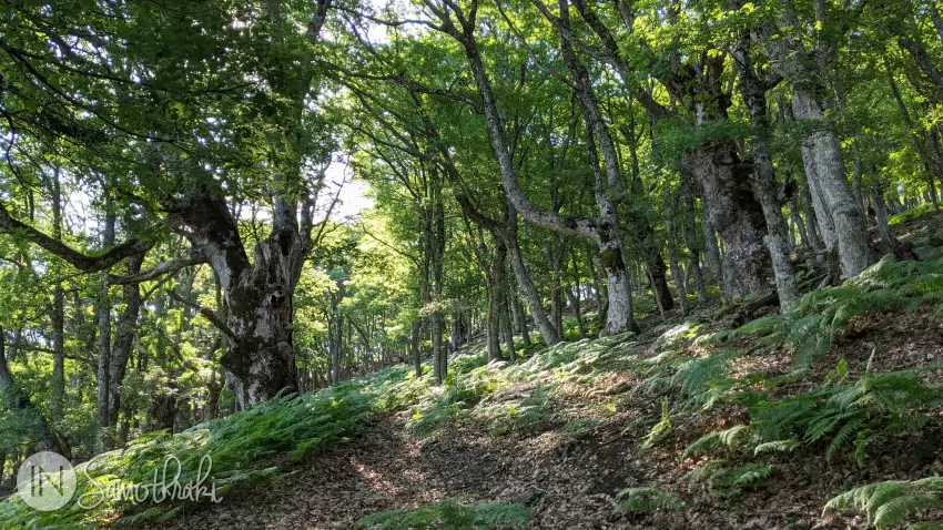 Pădurea de stejari Martini este una dintre cele mai vechi din zona Mării Egee.