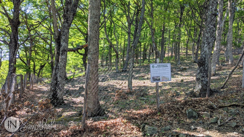 Unele suprafețe au fost îngrădite, pentru a lăsa pădurea să se regenereze.