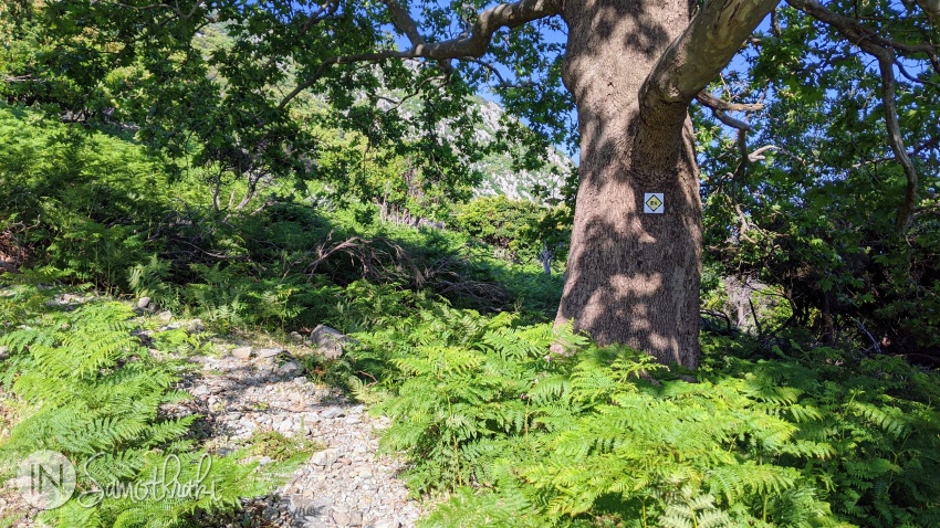 Pe copaci apar primele semne E6.