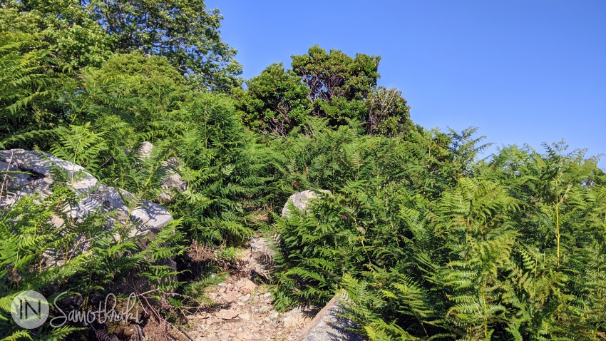 Poteca urcă printre tufe dese de ferigi.