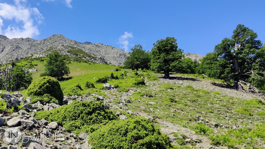 Pe la 1100 m este o zonă de platou unde poți să-ți pui cortul.