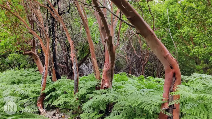 Trunchiurile roșiatice sunt trăsătura caracteristică a copacilor Arbutus Adrachne și Arbutus Unedo.